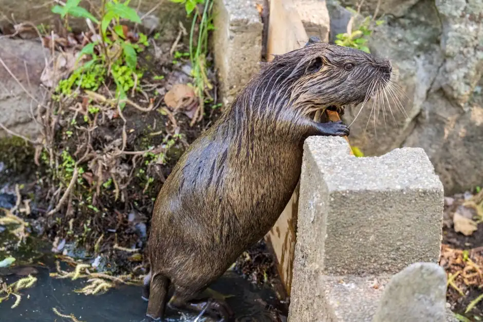 Irongate Rodent Control ready to serve Algonquin