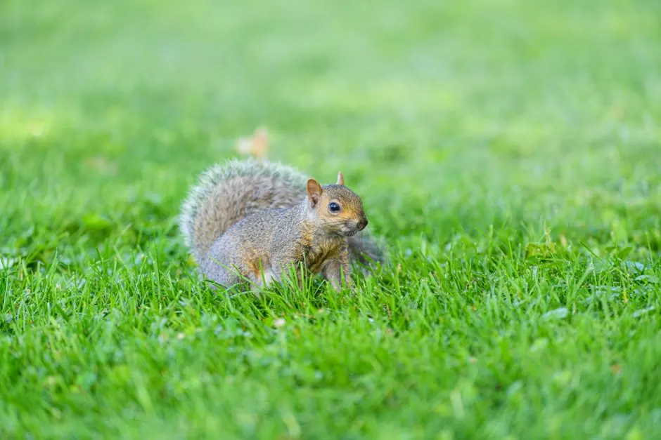 Rodent Inspection & Estimates in Bartlett