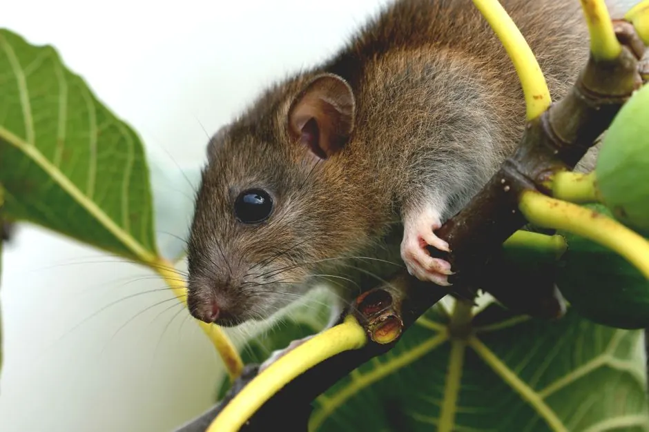 Rat Control in Benton
