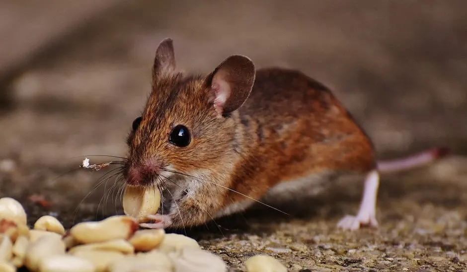 Vehicle & Car Rodent Removal in Mattoon