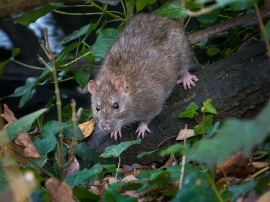 Irongate Rodent Control ready to serve Clinton