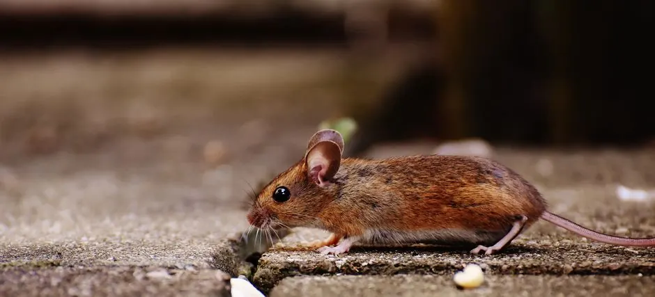 Garage & Basement Rodent Control in Elmhurst