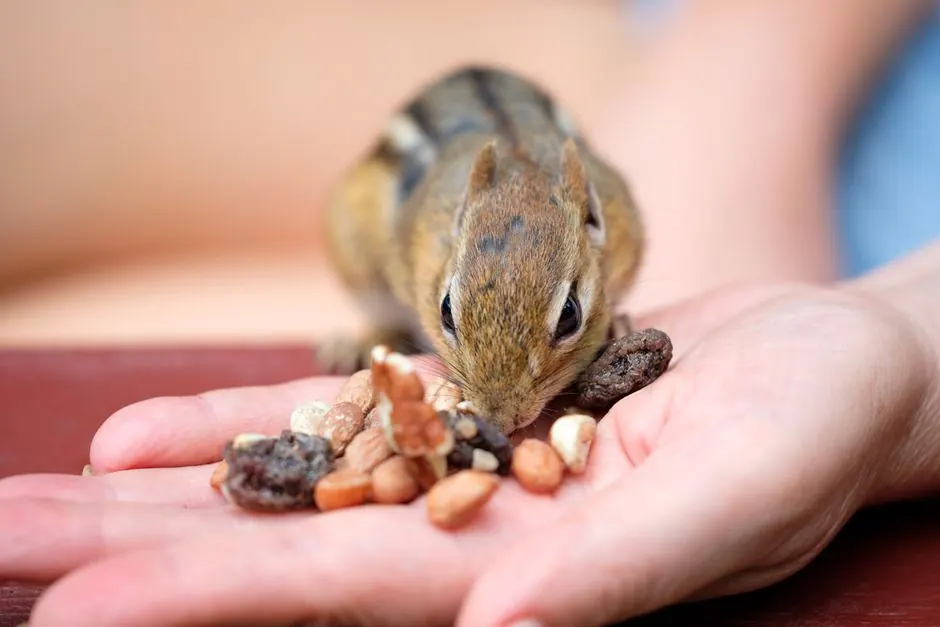 Irongate Rodent Control team