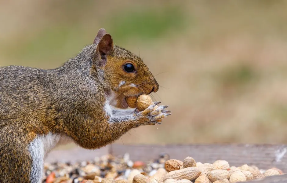 Irongate Rodent Control ready to serve Bloomington