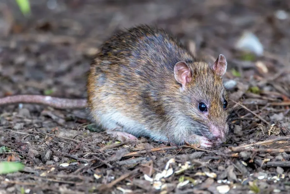 Irongate Rodent Control team
