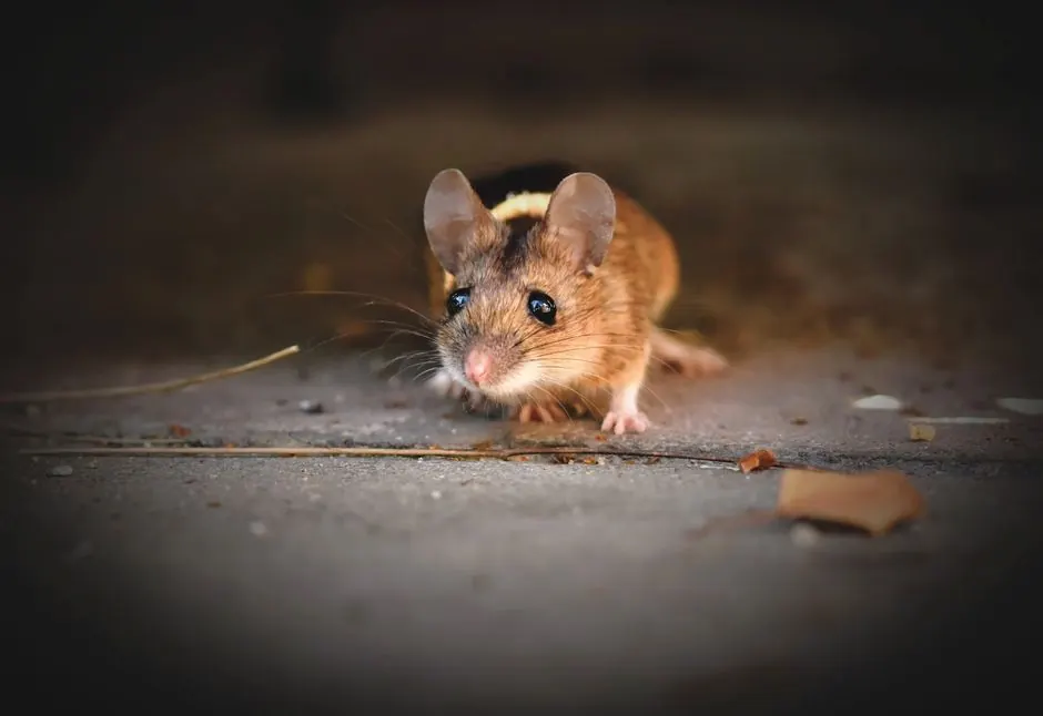 Garage & Basement Rodent Control in Algonquin