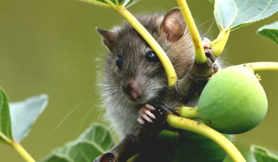 Irongate Rodent Control team