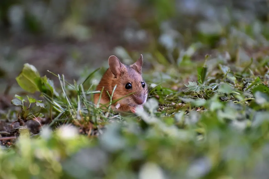 Irongate Rodent Control team