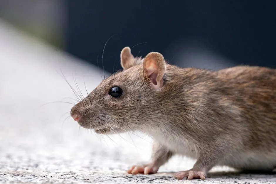 Irongate Rodent Control team