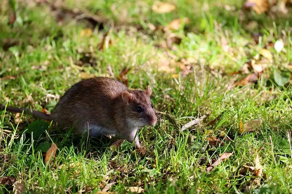 Garage & Basement Rodent Control in Mattoon