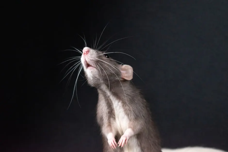 Irongate Rodent Control ready to serve Benton