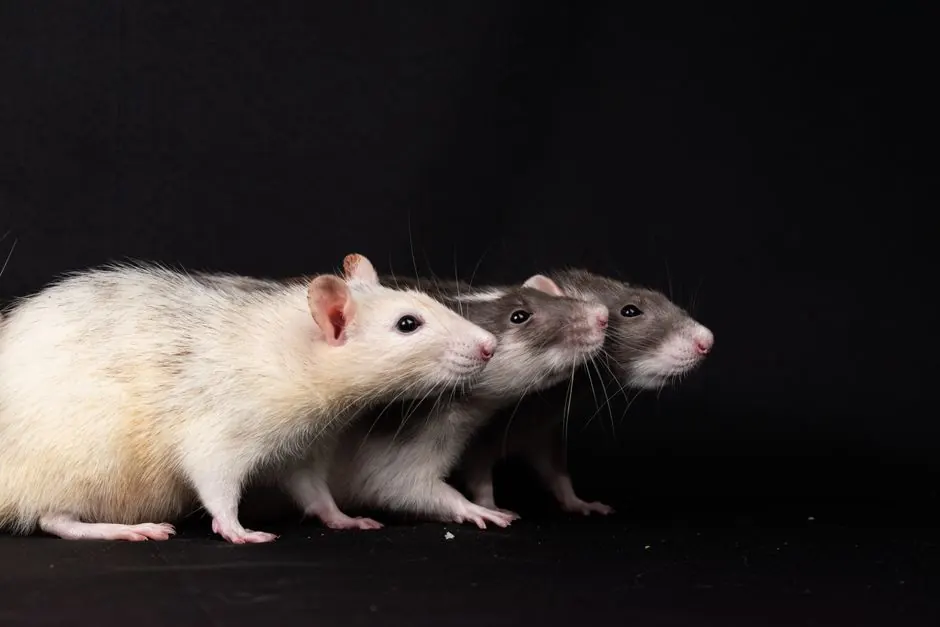 Rodent Inspection & Estimates in Effingham